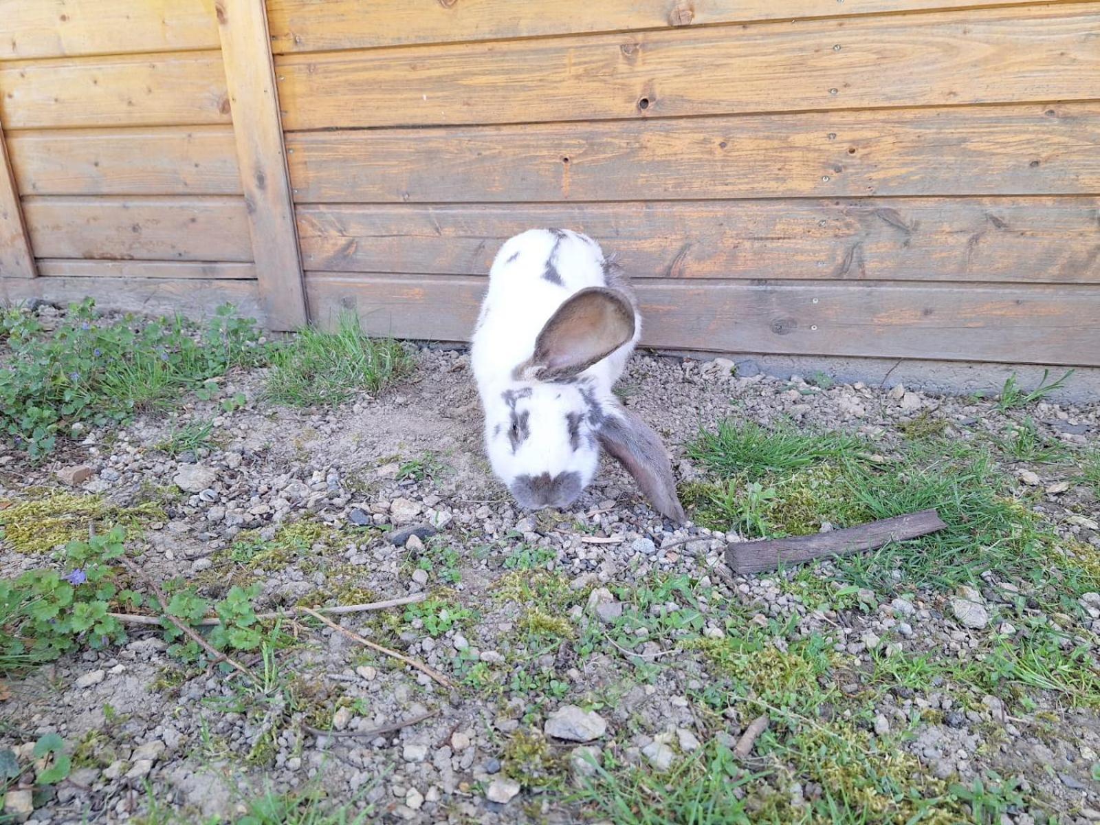 Camping, Zabierz Wlasny Namiot Kameralne Pole Namiotowe Z Basenem Kinem Plenerowym Miejscem Na Ognisko I Placem Zabaw Zywe Zwierzeta Agroturystyka Giebultow  Exterior foto